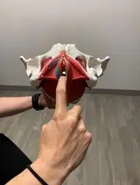 bowels 3 bowels 3