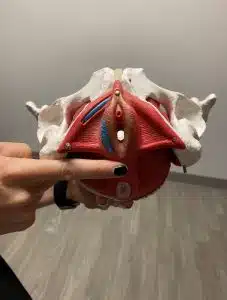 bowels 5 bowels 5