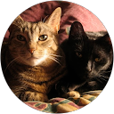 Meg Sudlik profile picture