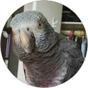 Anna Svi. profile picture